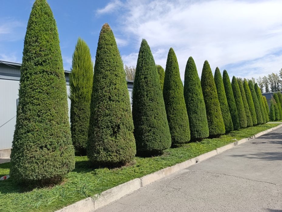 Archa kesish Archalarga shakil berish va Dorillash