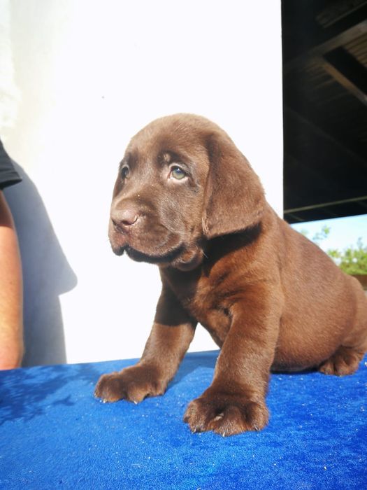 Pui Labrador Retriever cu pedigree tip A