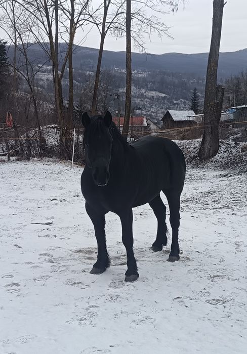 Armăsar negru 3 ani