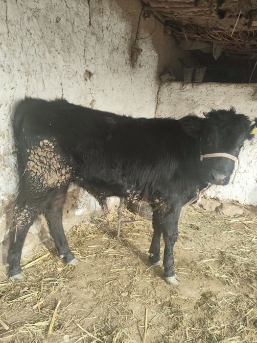 Бұқа    сатылады