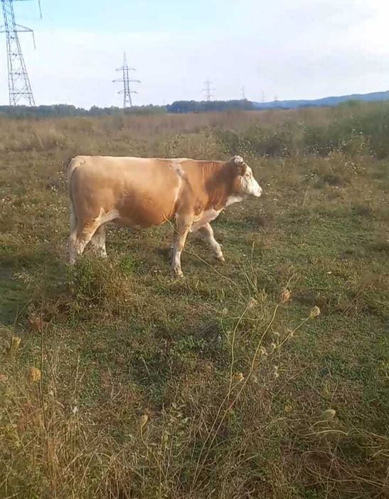 Vand lot: 15 bucăți (12 masculi,3 femele). Rasa Simmental, Baltati și Bruni.