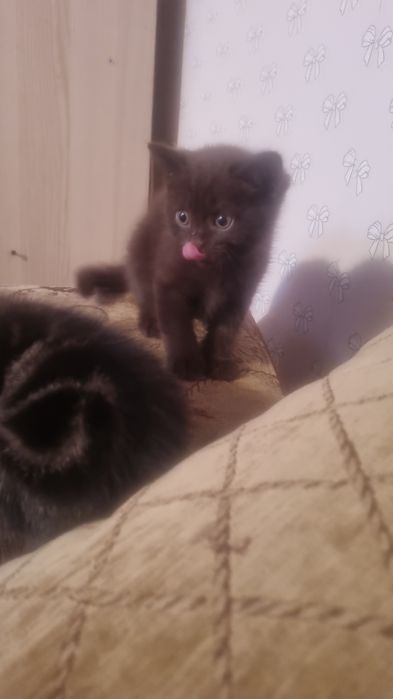Продам милейшего котенка
