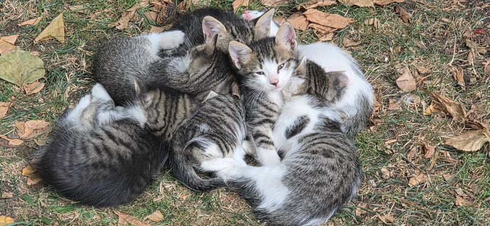 Подарявам малки котенца