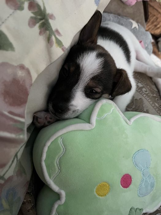 Отдам щенка в добрые руки