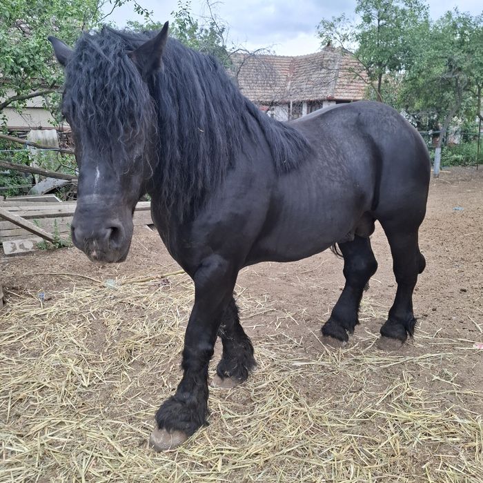 Vând armăsari perchie