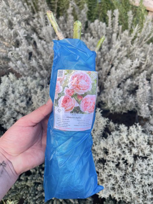 Английские розы в продаже