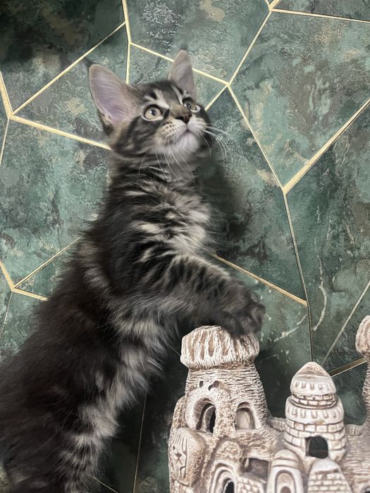 Продаю котят мейн кун