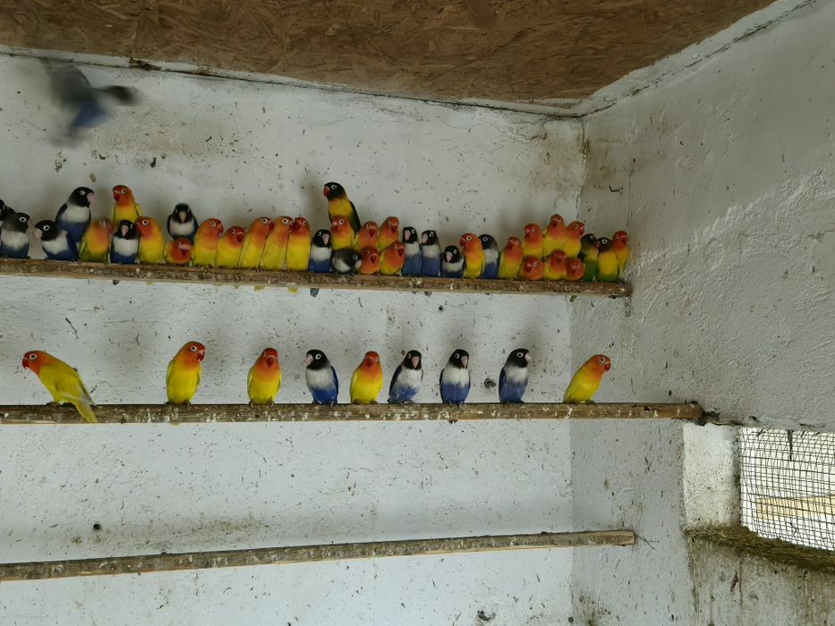 Vand Agapornis personata originali