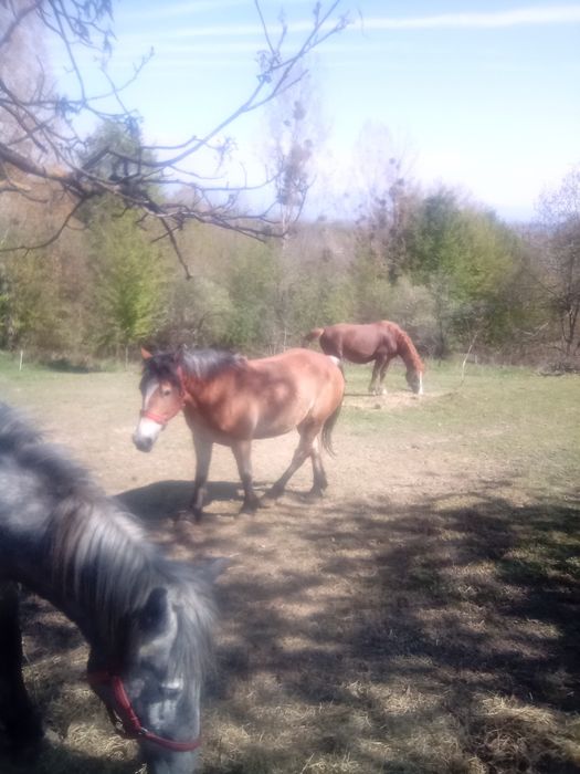 Cai semi grei de vanzare