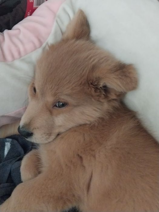 Отдаём 2-х месячного щенка девочку