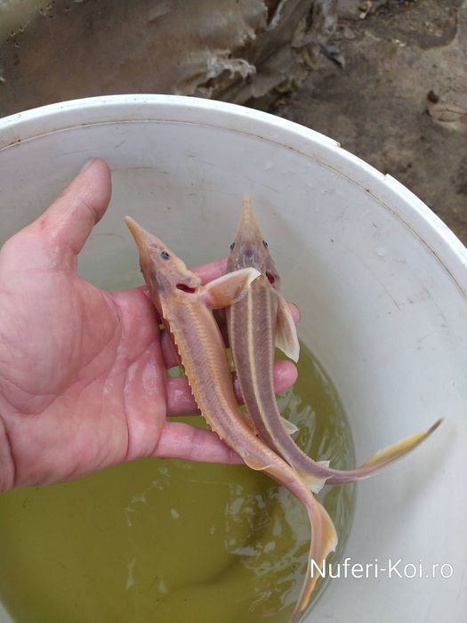 Sturioni (nisetru siberian, cega, cega alba)