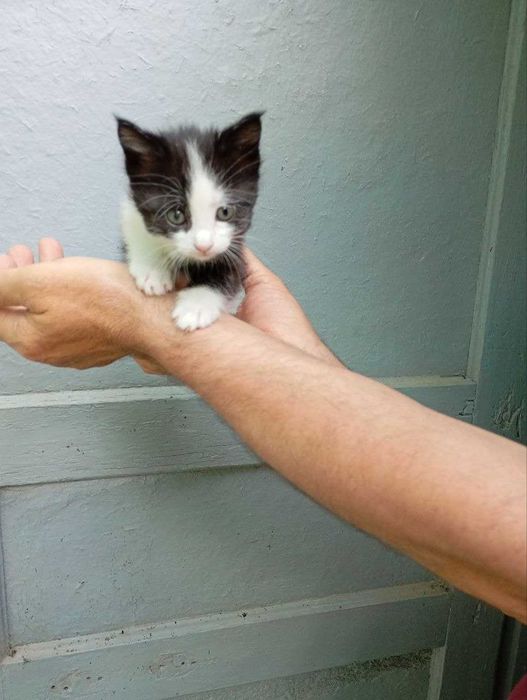 Отдам котят в хорошие руки