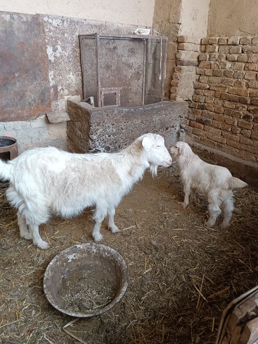 Echki sotiladi zoti tozasi