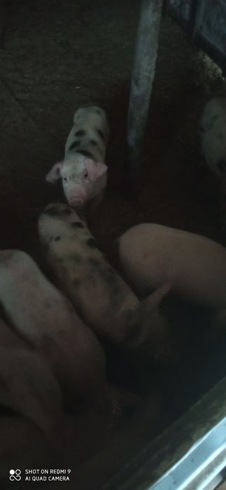 Продавам малки прасенца