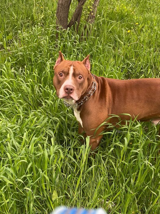 Питбуль  кабель для вязки