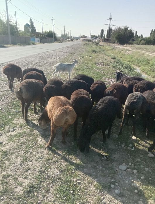 Qassob servis halol va sog’lom boqilqan qo’chqorlar bor doim xizmatda