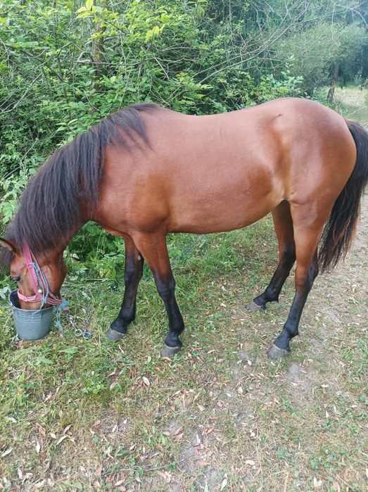 Se vinde mânză,crescută bine,mama mânzei este semigrea,sau schimb