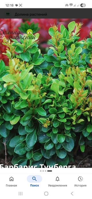 Продам кустарники