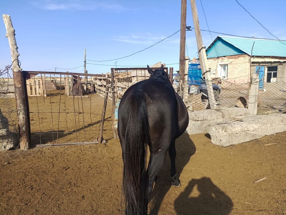 Араб полукровка айгыр