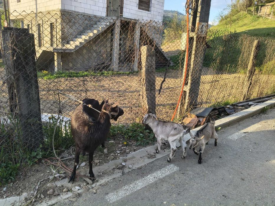 Animale capre de lapte