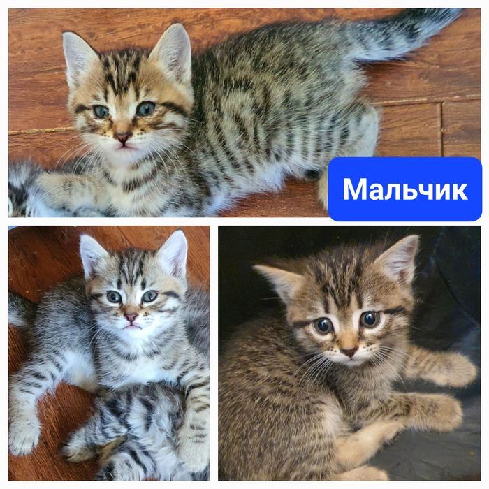 Котята шотландской вислоухой