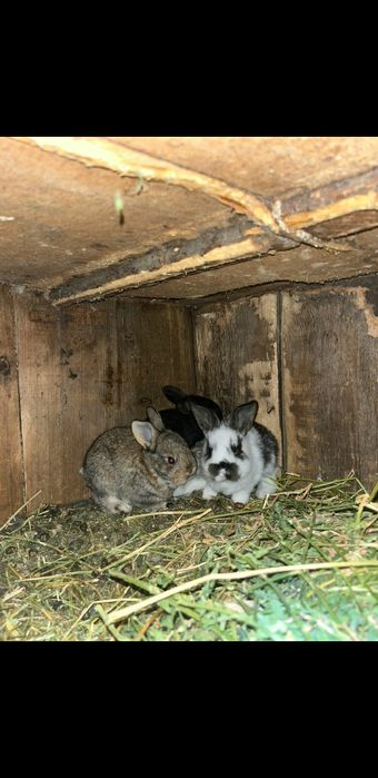 Прадам кральчат парода виликаны шустрые