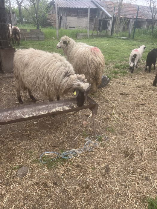 Oii la prima fatare 5 buc