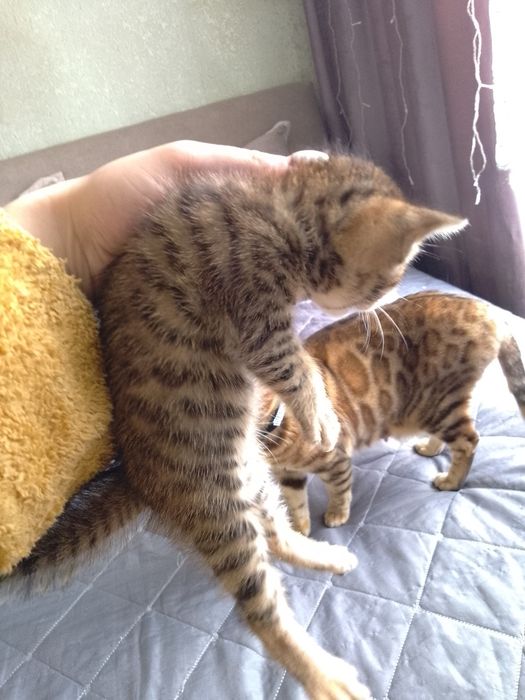 Бенгальские котята