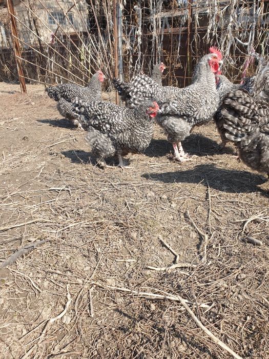 Инкубационные яйцо