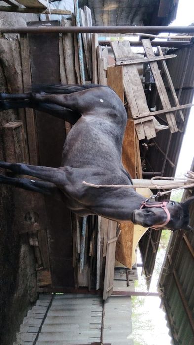 Құнан сатылады бәйге