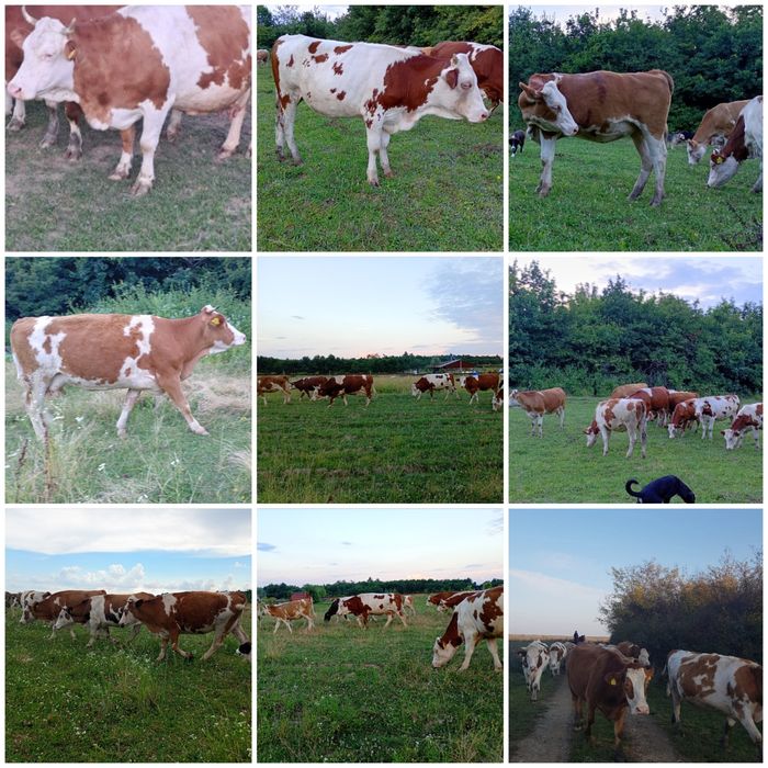 FERMĂ DE BOVINE | Vaci • Junici • Vițele • Viței înțărcați • Tauri | Bălțată Românească – Simmental