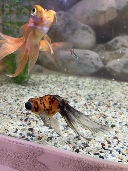 Продаются золотые рыбки телескопы