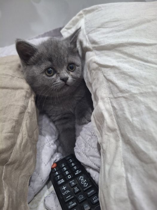 Котёнок британка