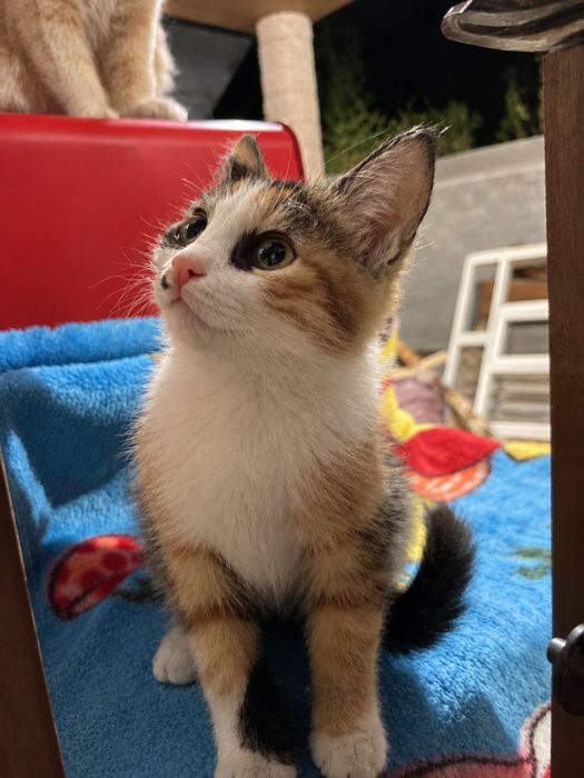 Котенок 3 месячный срочно отдам