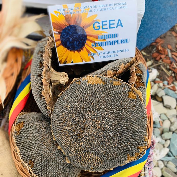 Floarea soarelui Geea semitimpuriu