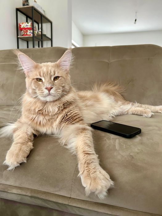 Pisica Maine Coon Red