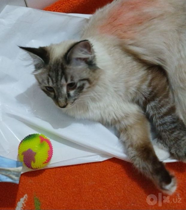 Продаётся кошка невская