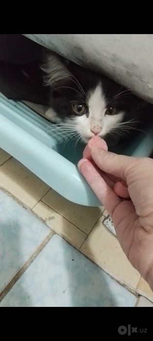 Продаются даром котята