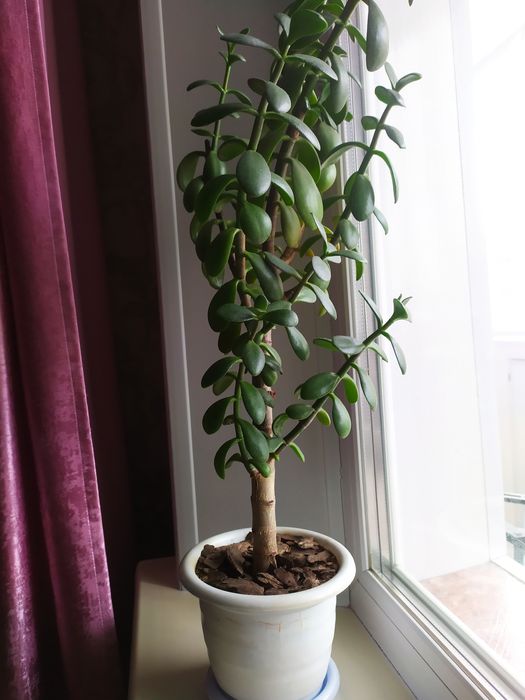 Продам денежное дерево