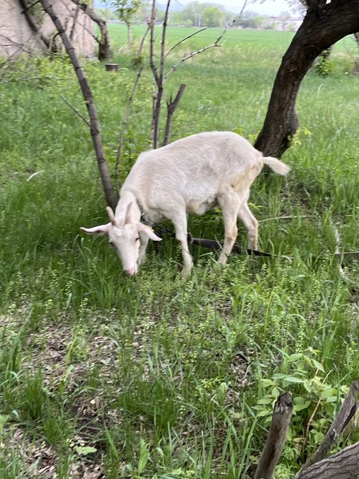 Продам козы домашняя