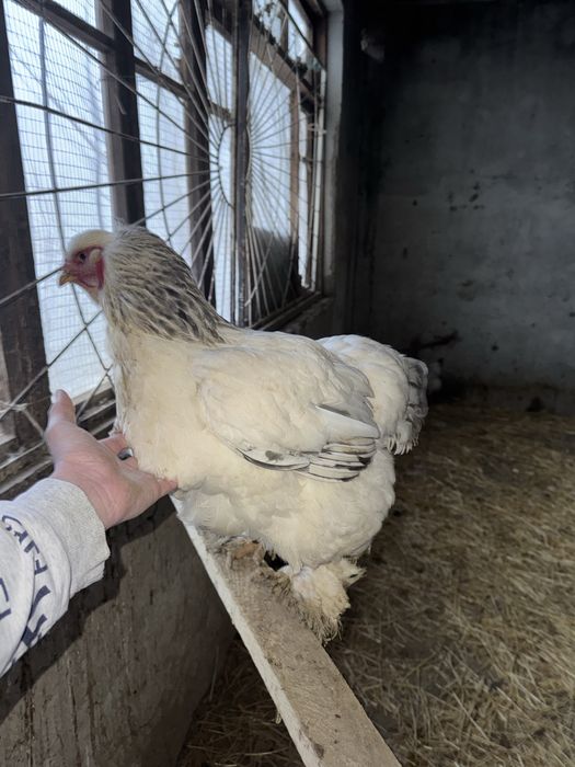 Brama tovuqlari va xo'roz sotiladi