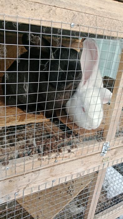 Кролики Фландер.