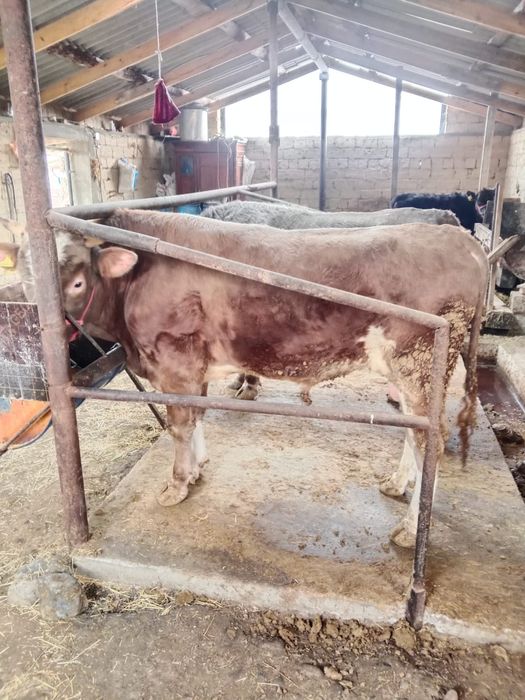 Ассалаумалейкум,бұқалар сатылады