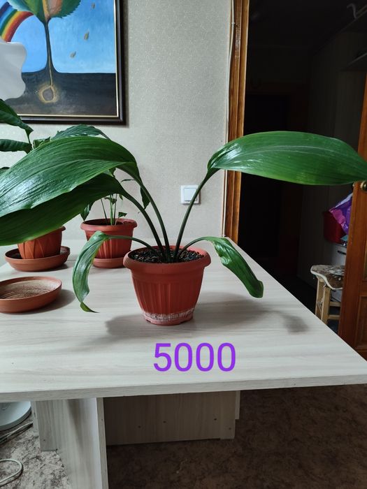 Продам цветы женское счестье