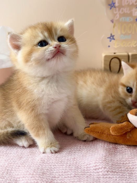 Котята Бритаские Шиншиллы