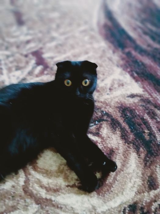 Отдам в добрые руки.