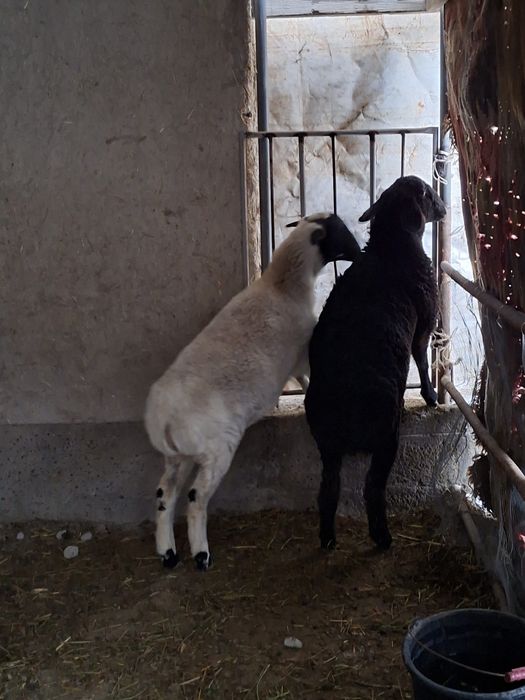 Соглом 2 та куй сотилади.