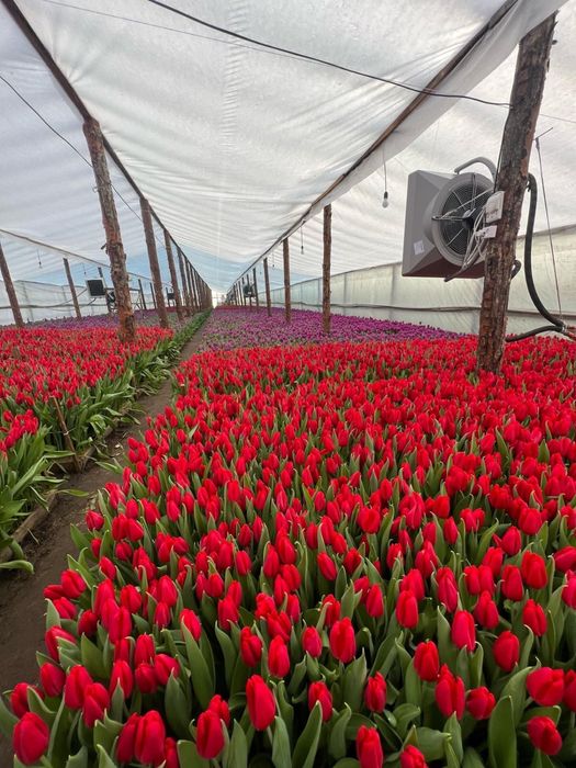 Тюльпан оптом производство Белоруссия