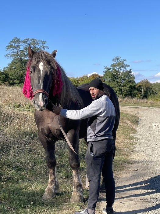 Vand sau schimb armasar de 4 ani