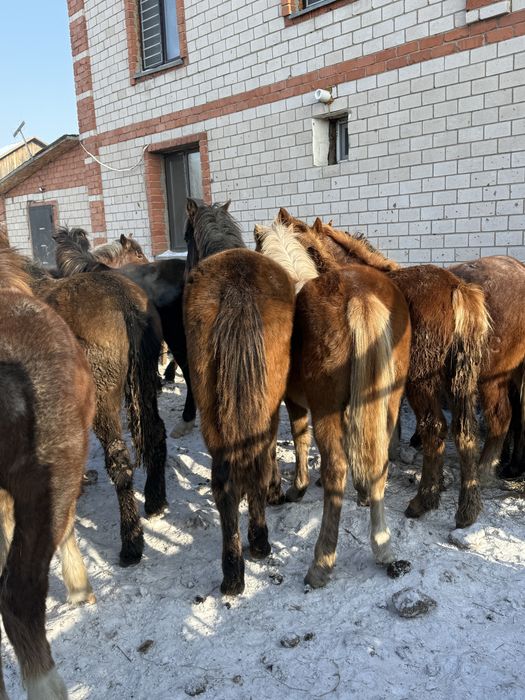Тайлар лощадь жылқы полтарашки